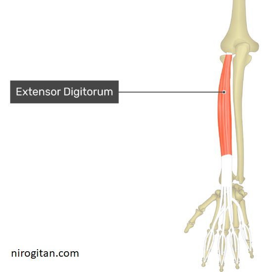 Extensor digitorum of forearm and hand