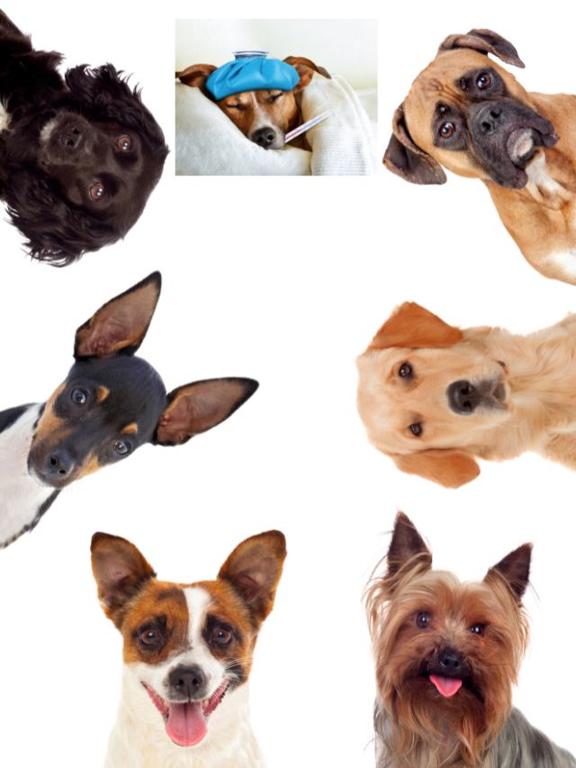 An Unidentified Illness Is Killing Dogs